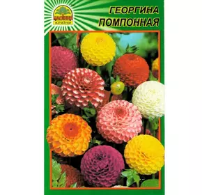 Семена Георгина помпонная 15 шт. (Насіння країни) Семена Георгина помпонная 15 шт. (Насіння країни)