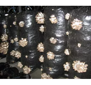 Пакет для грибного блока черный 37х100 см Пакет для грибного блока черный 37х100 см